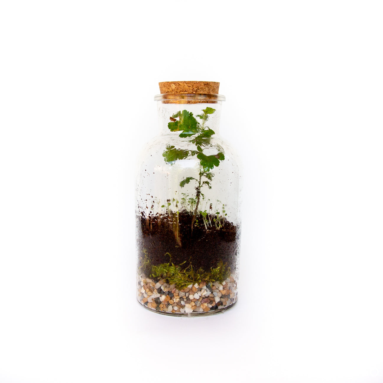 Date Night In DIY Terrarium Kit